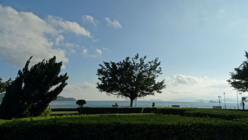 Trees on field against sky