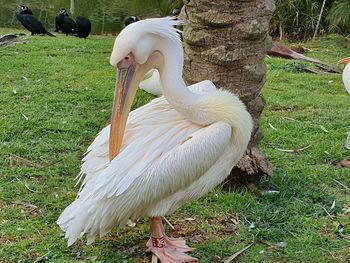 White duck in a field