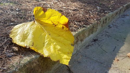 High angle view of yellow autumn leaf