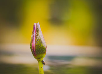 Close-up of flower bud growing outdoors