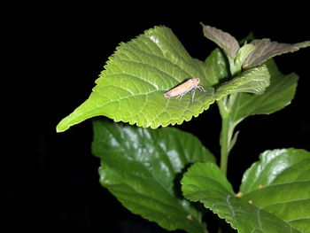 Close-up of insect on plant