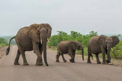 The african bush elephant