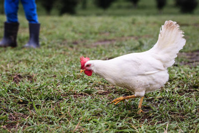 Close-up of hen on field