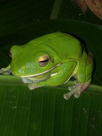 Close-up of green frog on leaf