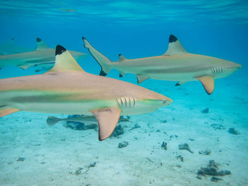 Black tip reef sharks in the lagoon of moorea, french polynesia