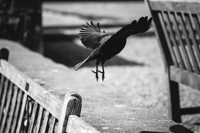 Bird perching on railing