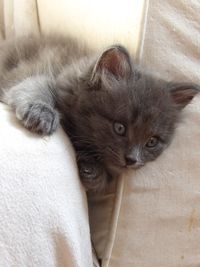 High angle view of cat