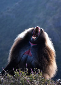 Yawning gelada baboon found exclusively in the beautiful simien mountains, ethiopia.