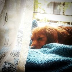 Close-up of dog on window