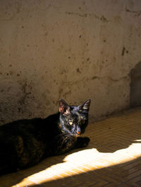 Portrait of cat sitting on wall