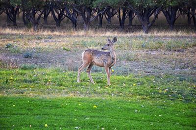 Deer in a field