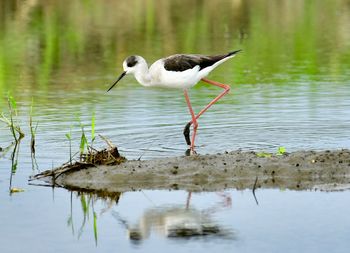 Bird perching on a lake