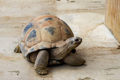 Portrait of a turtle in zoo