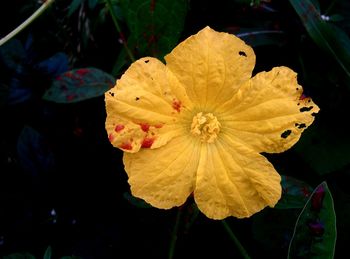 Close-up of yellow flower