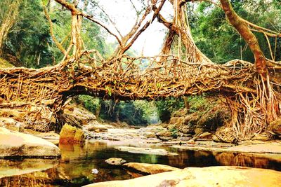 Scenic view of river in forest