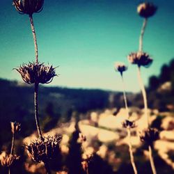 Close-up of thistle against sky