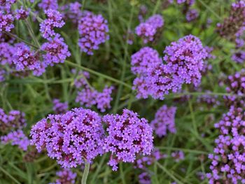 Close-up of purple flowering plants on field