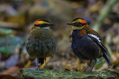 Close-up of birds perching on rock