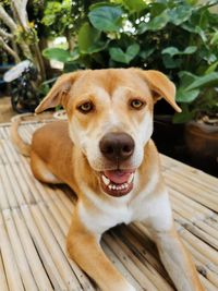 Close-up portrait of dog relaxing on bench