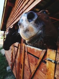 Close-up of a dog