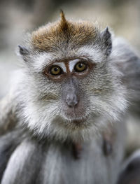 Close-up portrait of monkey in the forest.