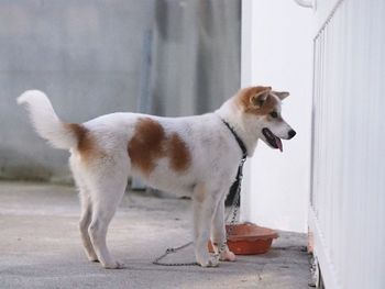 Side view of a dog looking away