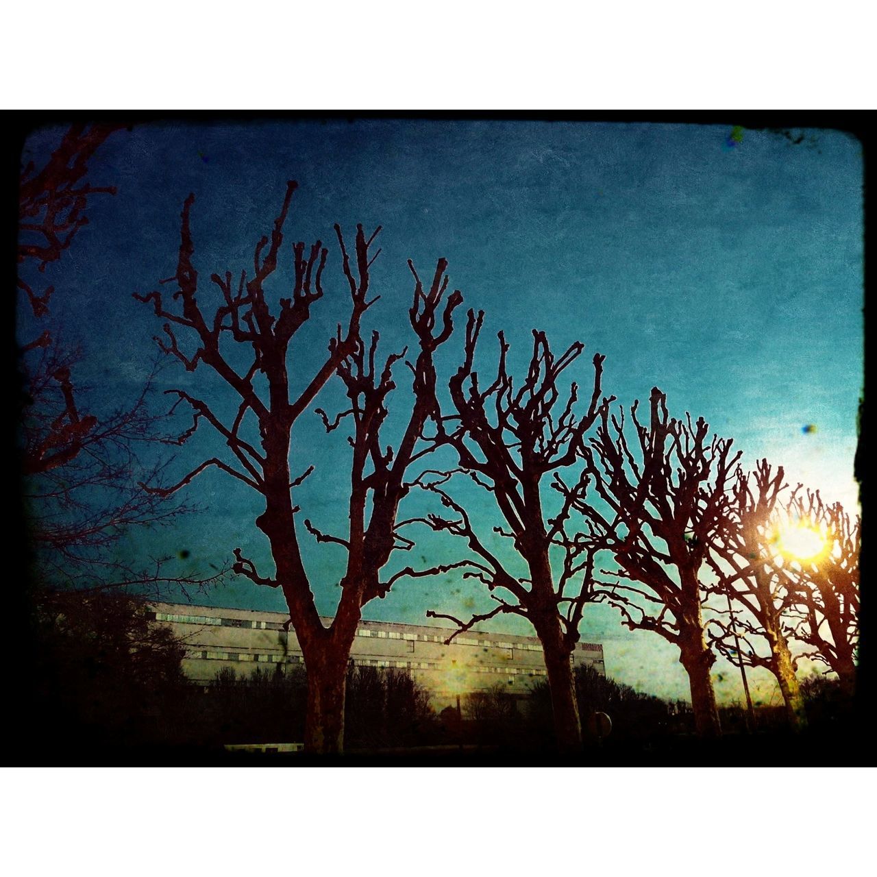 bare tree, tree, nature, sky, tranquility, no people, outdoors, blue, branch, day, clear sky, beauty in nature