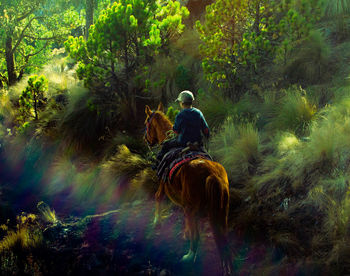 Rear view of boy riding horse at forest