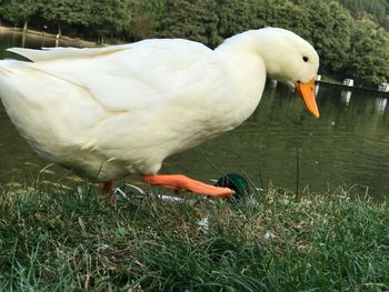 Close-up of swan in lake