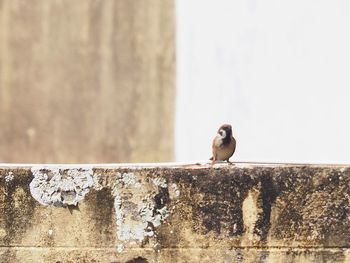 Close-up of bird perching on retaining wall