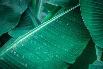 Full frame shot of green leaves