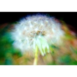 Close-up of dandelion