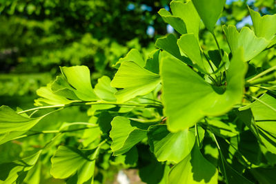 Close-up of green leaves