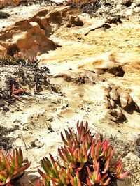 High angle view of succulent plant on rock