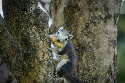 Squirrel on tree trunk