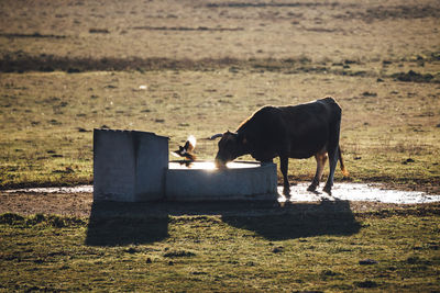 Sheep grazing on field