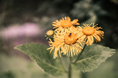 Close-up of yellow flowering plant