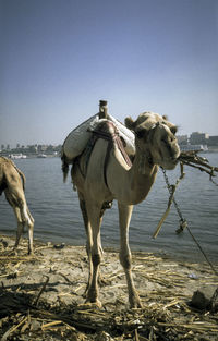 View of a horse in the water