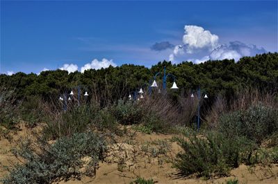 Plants growing on land against sky