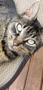 Close-up portrait of a cat