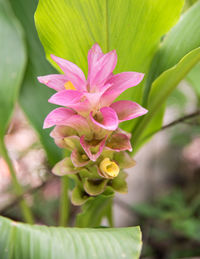 Close-up of pink flowering plant