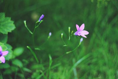 Close-up of pink crocus flowers on field