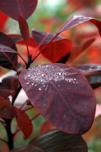 Close-up of wet flower