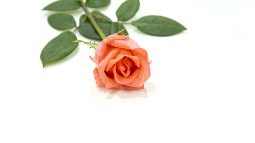 Close-up of rose against white background