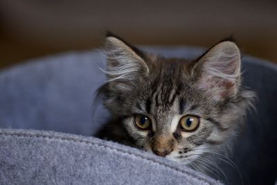 Close-up portrait of a cat