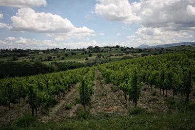 Scenic view of vineyard against sky