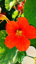 Close-up of red flower