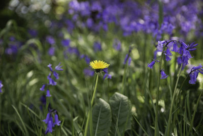 Close-up of purple flowers blooming on field