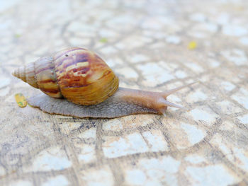 Close-up of snail