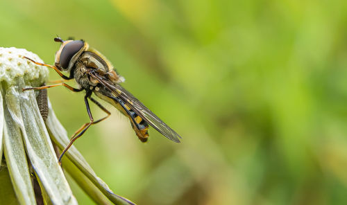 Close-up of insect on plant